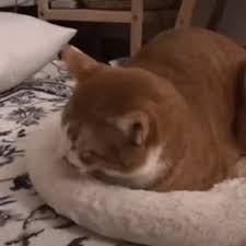 酷游平台登陆app会员注册 ユナイテッド航空は香港経由でサンフランシスコとホーチミン市を結んでおり